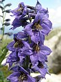 Ranunculaceae - Delphinium Dubium_2.jpg